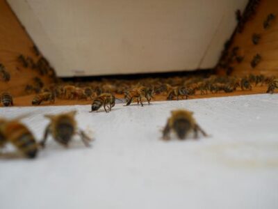 How I define Sustainable Beekeeping Image